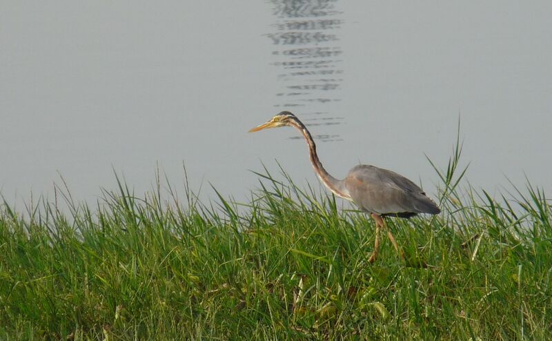 ملف:Purple Heron-Ardea purpurea.JPG