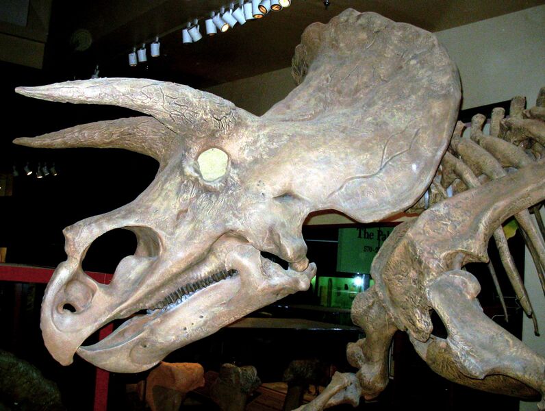 ملف:Triceratops side view.jpg
