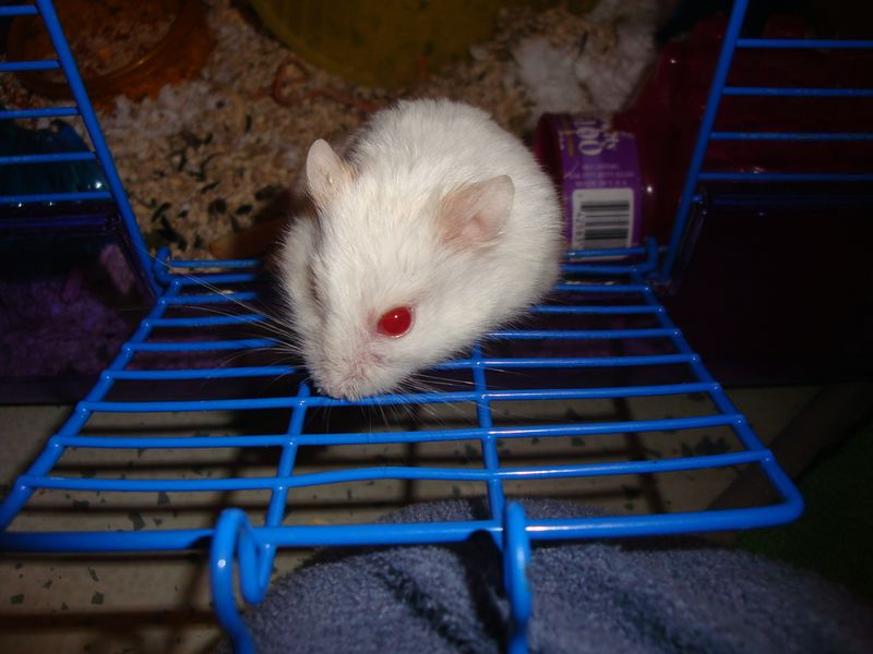 ملف:Albino Hamster in cage.JPG