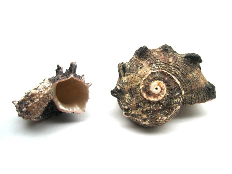 ملف:Angaria Delphinus Shells Macro.JPG