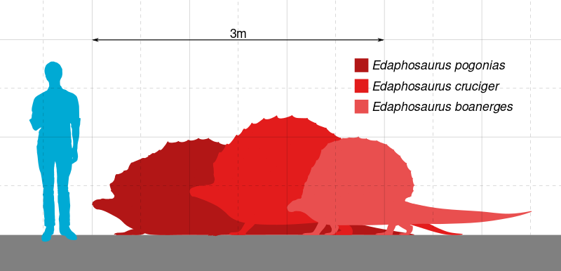 ملف:Edaphosaurus Scale.svg