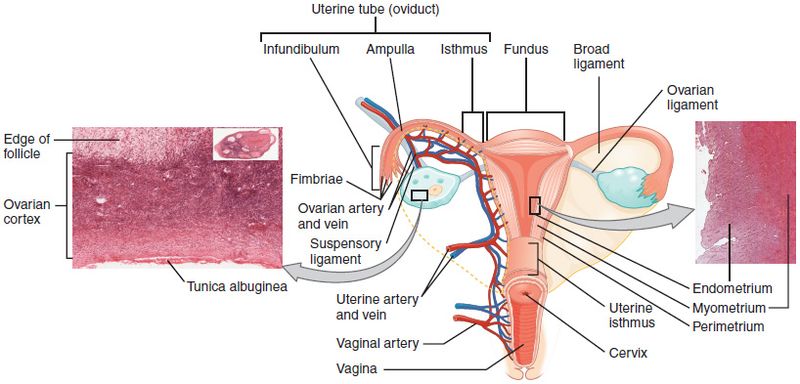 ملف:Figure 28 02 06.JPG