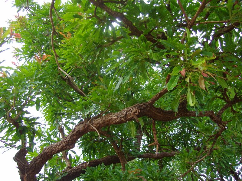 ملف:Leaves of Sheanut tree.JPG