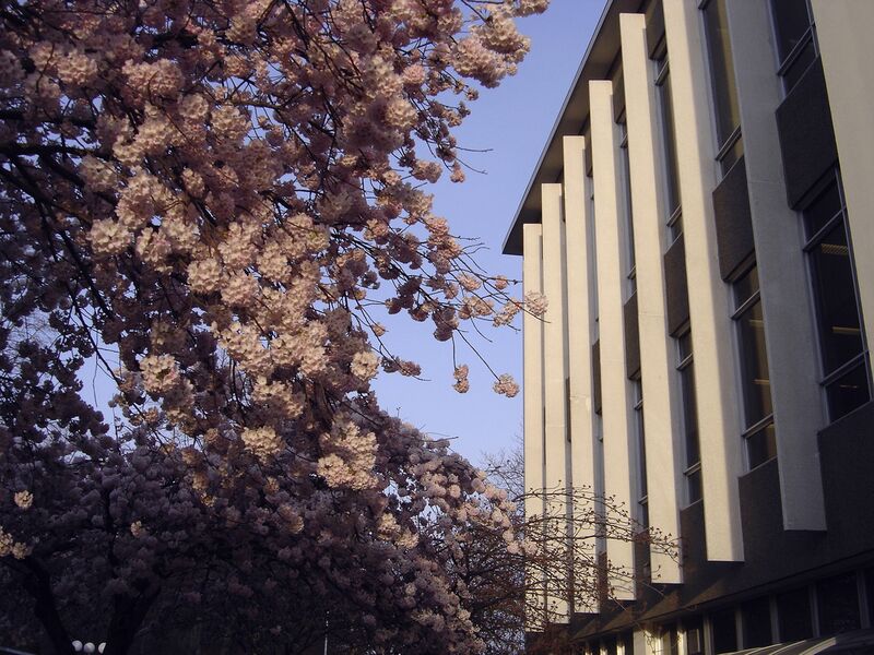 ملف:McPhersonLibrary-UVic-blossoms.jpg