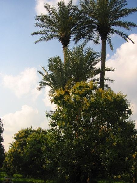 ملف:MultanEvening.jpg