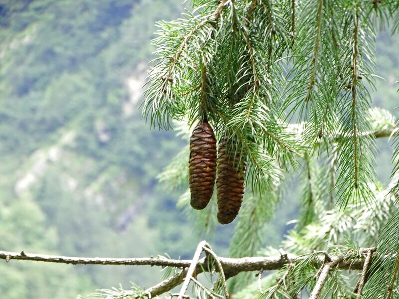 ملف:Picea smithiana 007.jpg