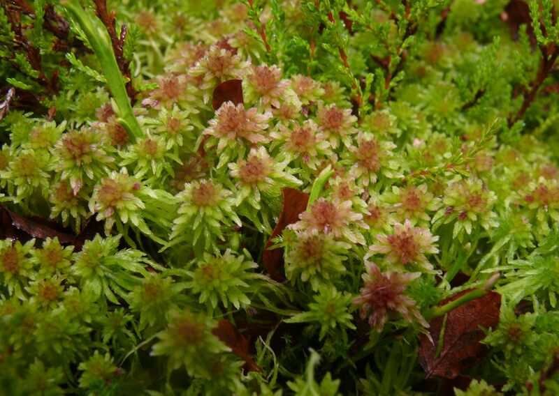 ملف:Sphagnum cuspidatum 041107a.jpg