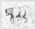 Johannes Hevelius drew Ursa Major as if being viewed from outside the celestial sphere.