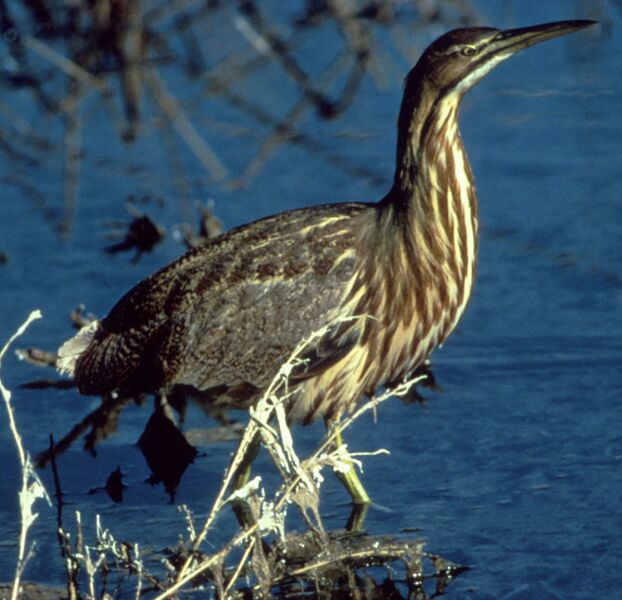ملف:AmericanBittern23.jpg