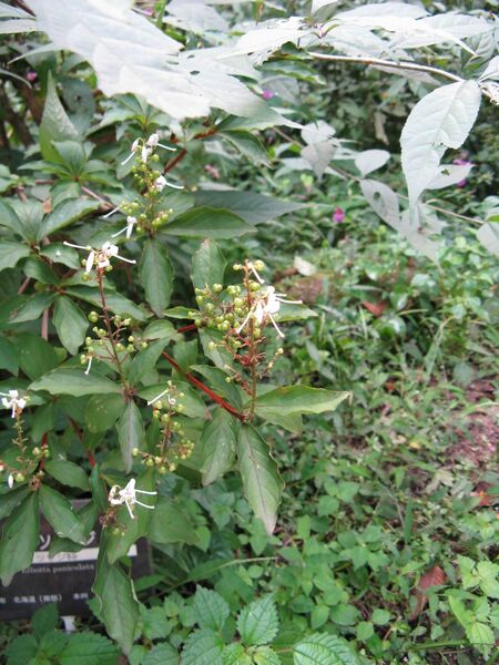 ملف:Elliottia paniculata2.jpg