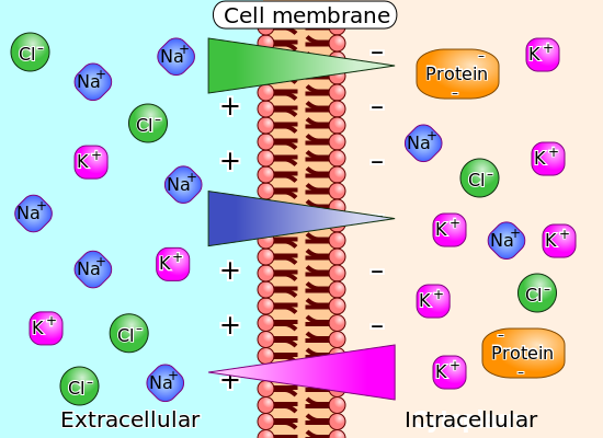 ملف:Membrane potential ions en.svg