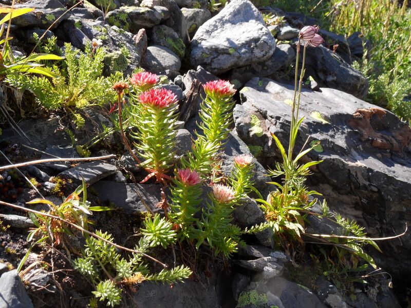 ملف:Rhodiola algida 113676349.jpg