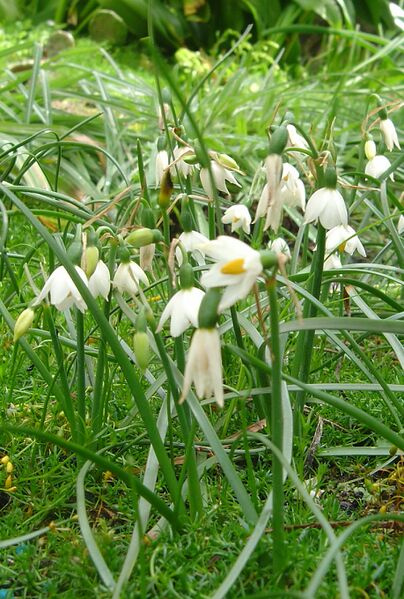 ملف:Acis nicaeensis.jpg