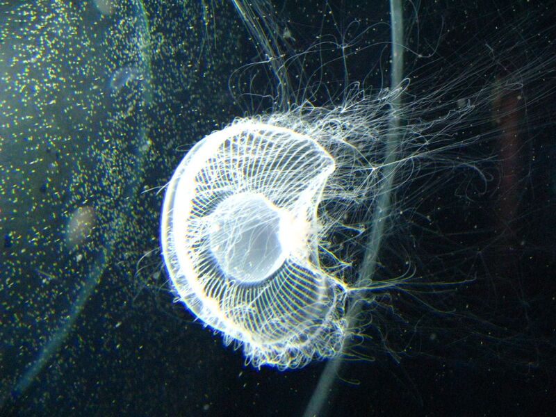 ملف:Aequorea coerulescens1.jpg