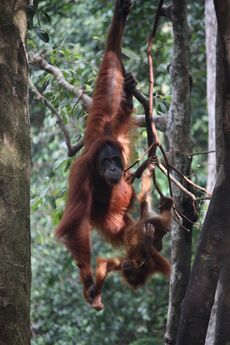 A mother orangutan with her offspring