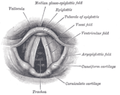 Laryngoscopic view of interior of larynx.