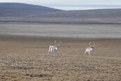 Peary caribou - looking west towards Evan's Bay.jpg