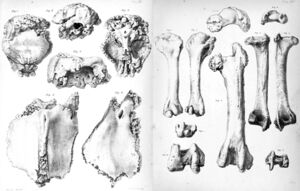 Rodrigues solitaire bones