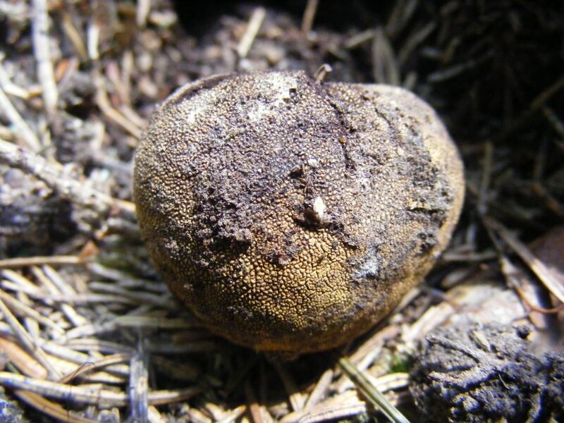 ملف:Scleroderma vulgare.JPG