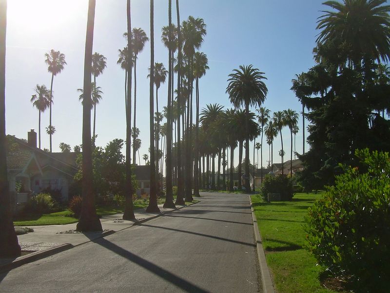 ملف:Palm Trees in San Jose California.jpg