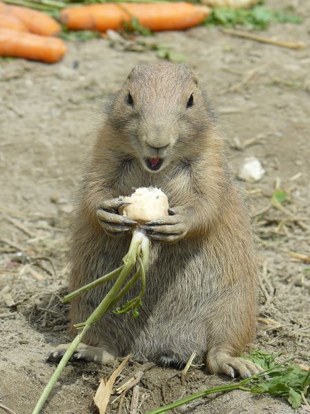 ملف:Prairie dog.JPG