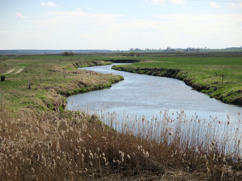 ملف:Рака Лебяда.JPG