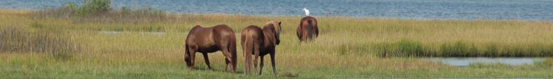ملف:Assateague Island banner.jpg