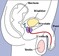 The bladder can be seen highlighted in yellow in the illustration.