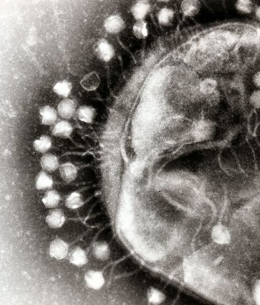 ملف:Phage.jpg
