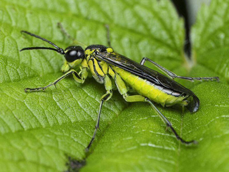 ملف:Tenthredo mesomela 280733449.jpg