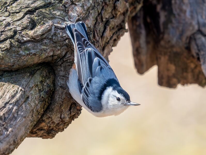 ملف:White-breasted nuthatch (26471).jpg