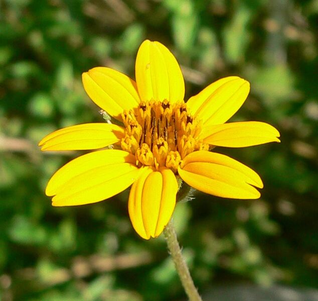 ملف:Zexmenia hispida flower 2.jpg