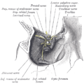يظهر التشريح أصول عضلات العين اليمنى ، والأعصاب التي تدخل من الشق الحجاجي العلوي.