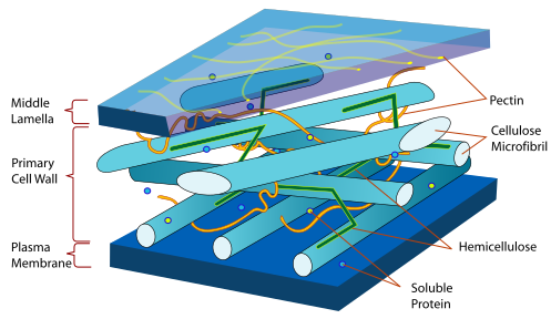 ملف:Plant cell wall diagram.svg