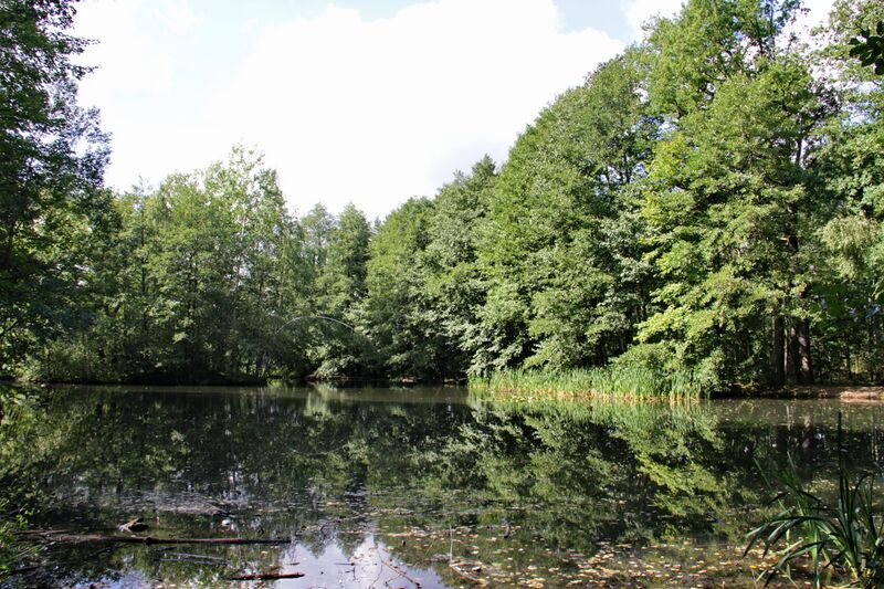 ملف:Zeisigwald Engelmannteich 4 LvT.JPG