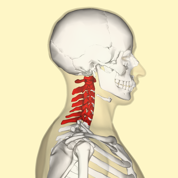 ملف:Cervical vertebrae lateral2.png