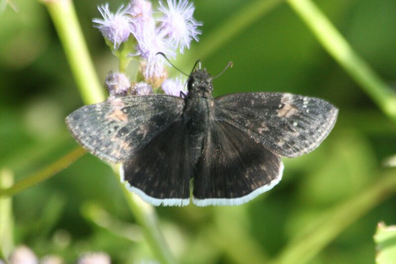 ملف:Funereal Duskywing (Erynnis funeralis).jpg