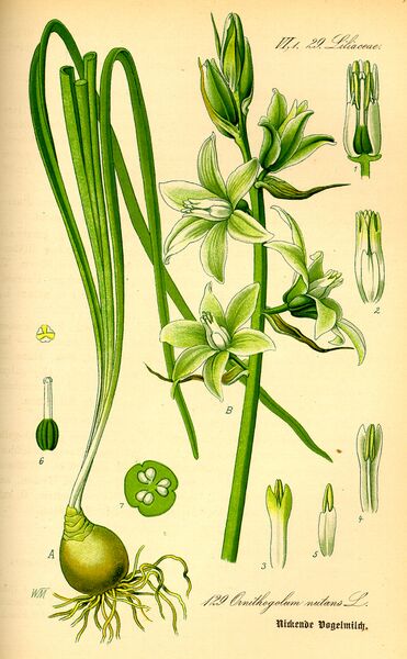 ملف:Illustration Ornithogalum nutans0.jpg