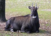 Nilgauantilope Boselaphus tragocamelus Tierpark Hellabrunn-10.jpg