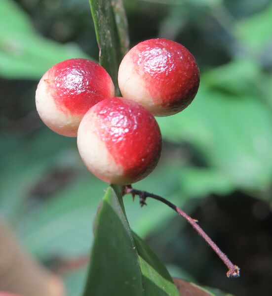 ملف:Orophea malabarica 01.jpg