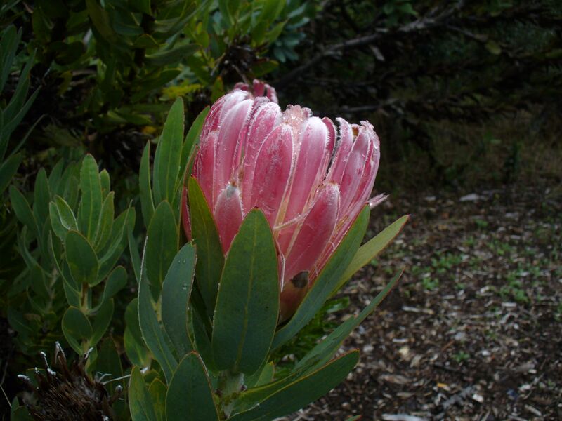 ملف:Protea compacta.jpg