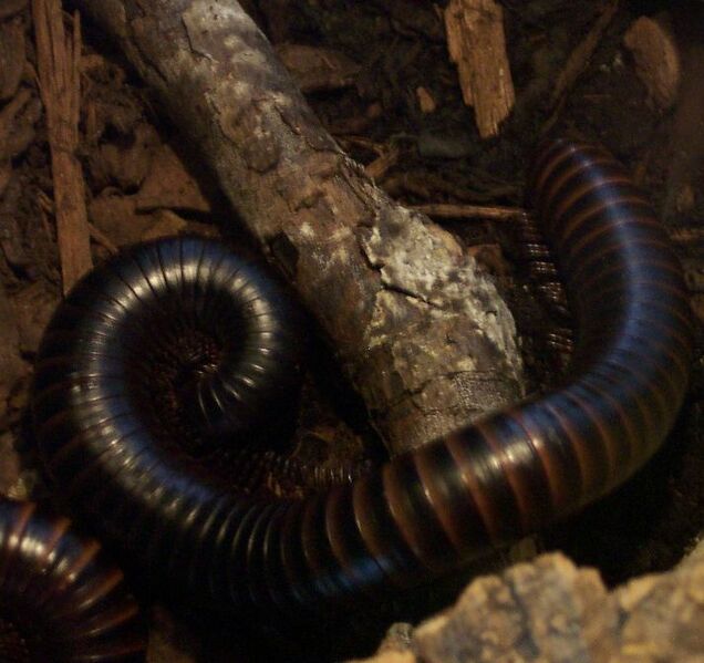 ملف:Spirostreptus seychellarum Großer Tausendfüßler.jpg