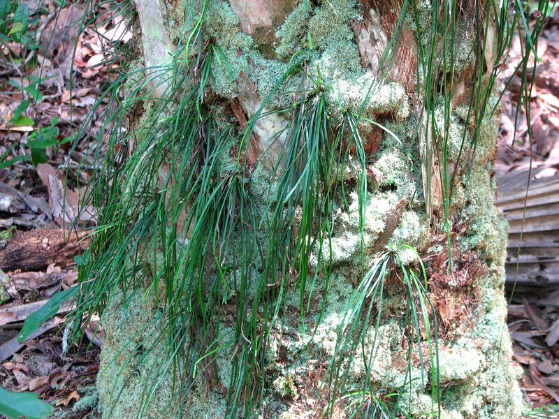 ملف:Vittaria lineata.jpg