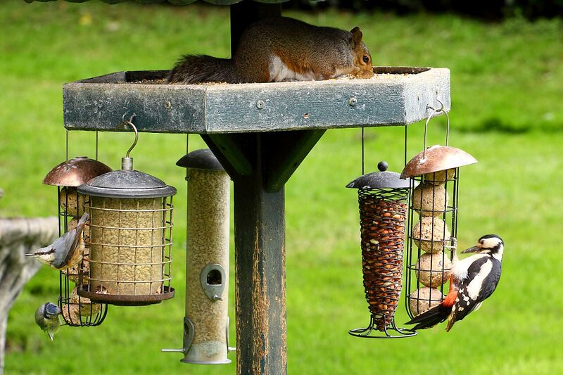 ملف:A busy birdfeeder (7355182424).jpg