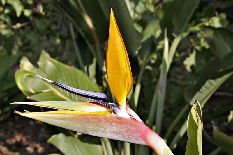 ملف:Bird of Paradise flower.JPG