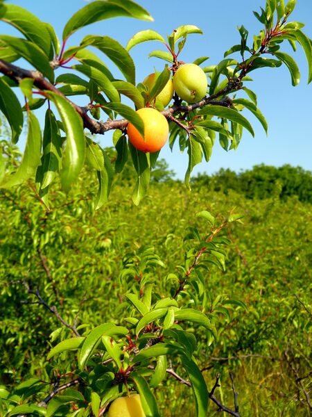 ملف:Ripening Chickasaw Plum.JPG
