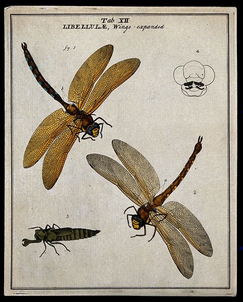 ملف:Two dragonflies (Libellulæ species); adults and larva. Colou Wellcome V0022479EL.jpg
