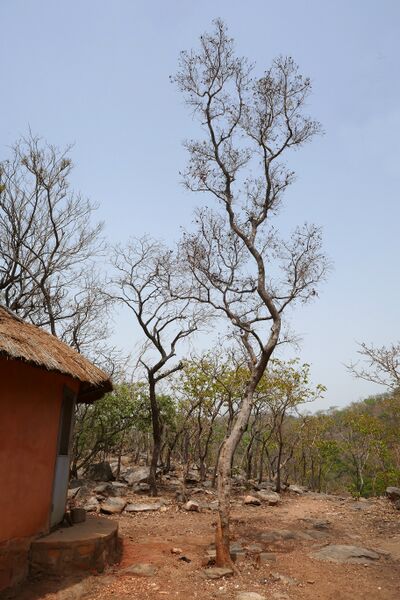 ملف:Bénin-Crossopteryx febrifuga (6).jpg