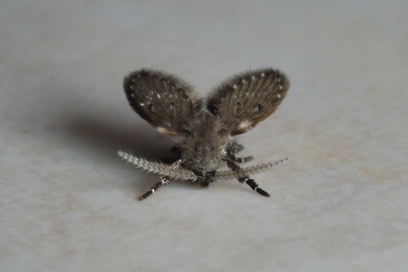 ملف:Clogmia albipunctata Bytom.jpg