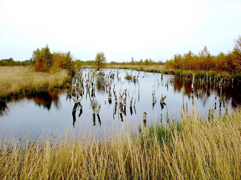 ملف:Meerstalblok Bargerveen3.jpg